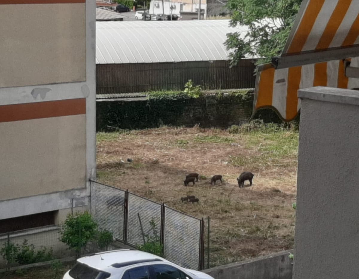 Cinghiali al centro di Formia, l'allarme dei residenti