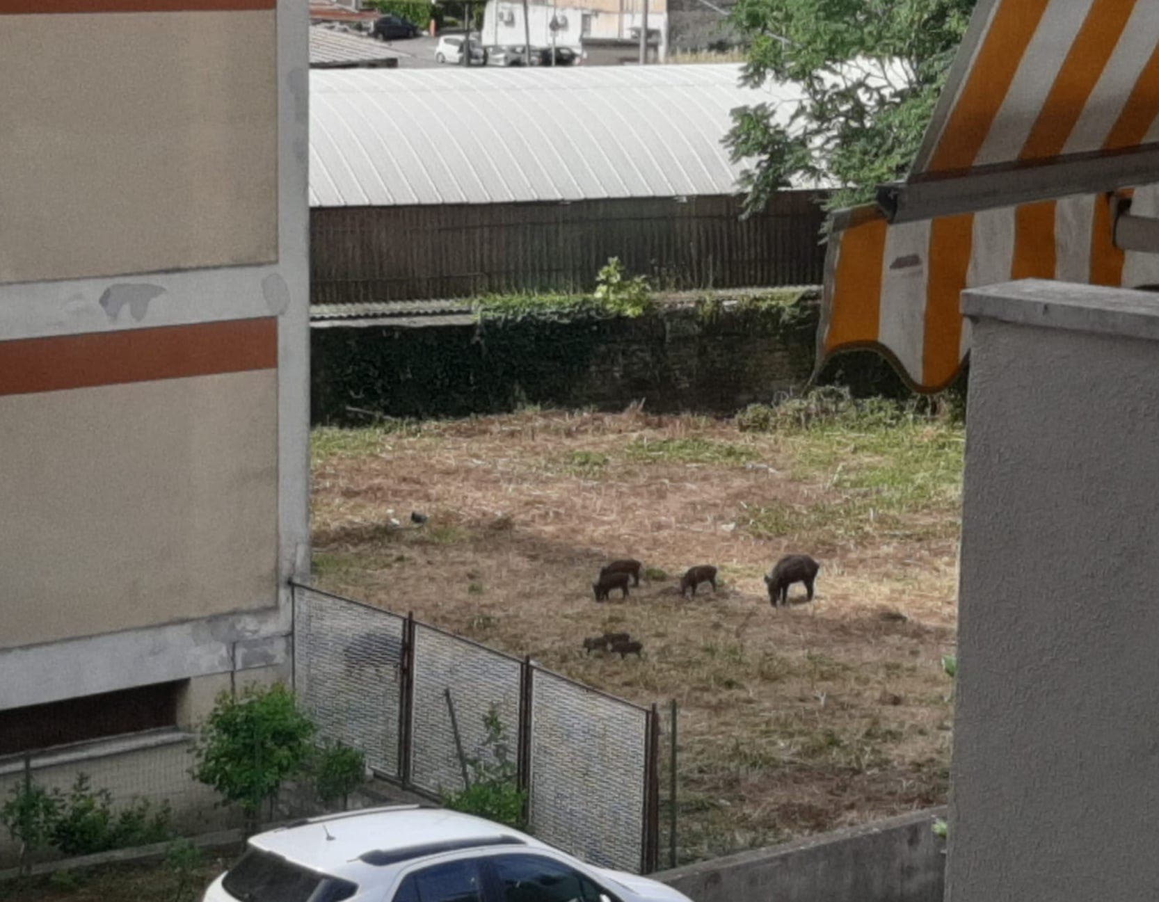 Cinghiali al centro di Formia, l'allarme dei residenti