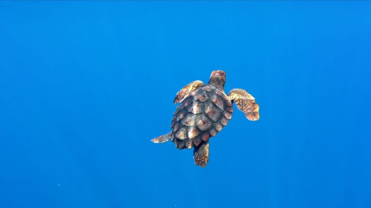 GUARDIA COSTIERA A VENTOTENE: I MILITARI DEL MARE RESTITUISCONO AL LORO HABITAT TARTARUGHE ALLA PRESENZA DELL'AMMIRAGLIO GIOVANNI PETTORINO