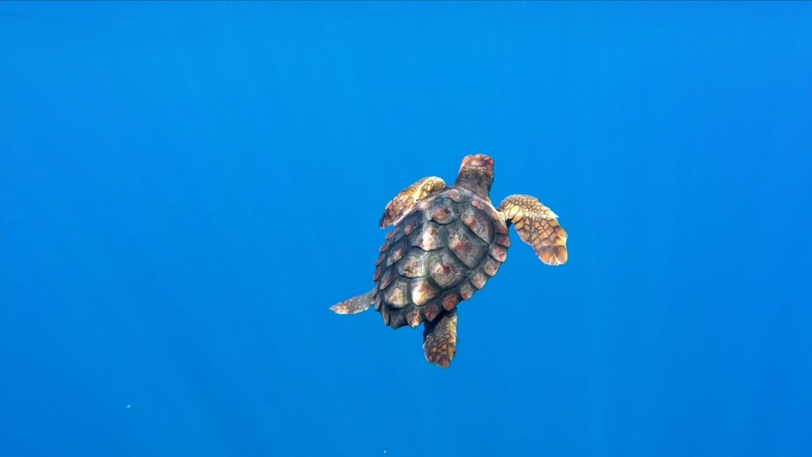 GUARDIA COSTIERA A VENTOTENE: I MILITARI DEL MARE RESTITUISCONO AL LORO HABITAT TARTARUGHE ALLA PRESENZA DELL'AMMIRAGLIO GIOVANNI PETTORINO