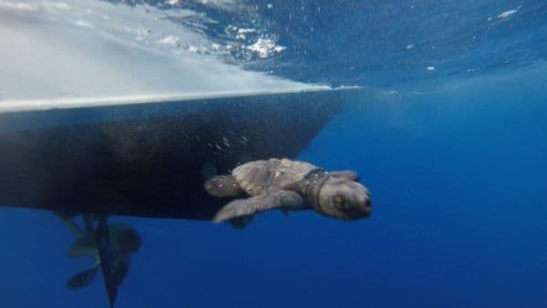 I MILITARI DEL MARE DI GAETA SALVANO 26 PICCOLI DI TARTARUGHE MARINE DAL LITORALE DI FONDI A SEI MIGLIA DALLA COSTA CON MOTOVEDETTA DI TERRACINA