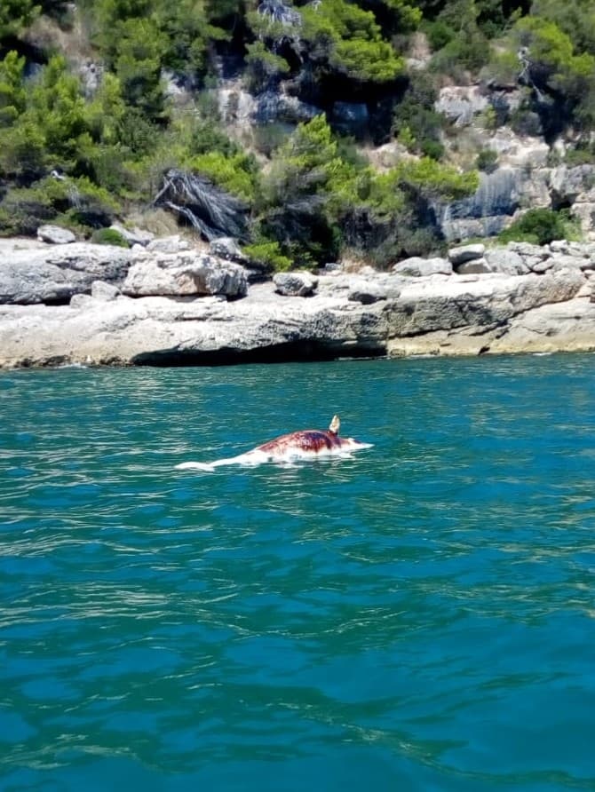 Scauri, delfino morto galleggia in mare