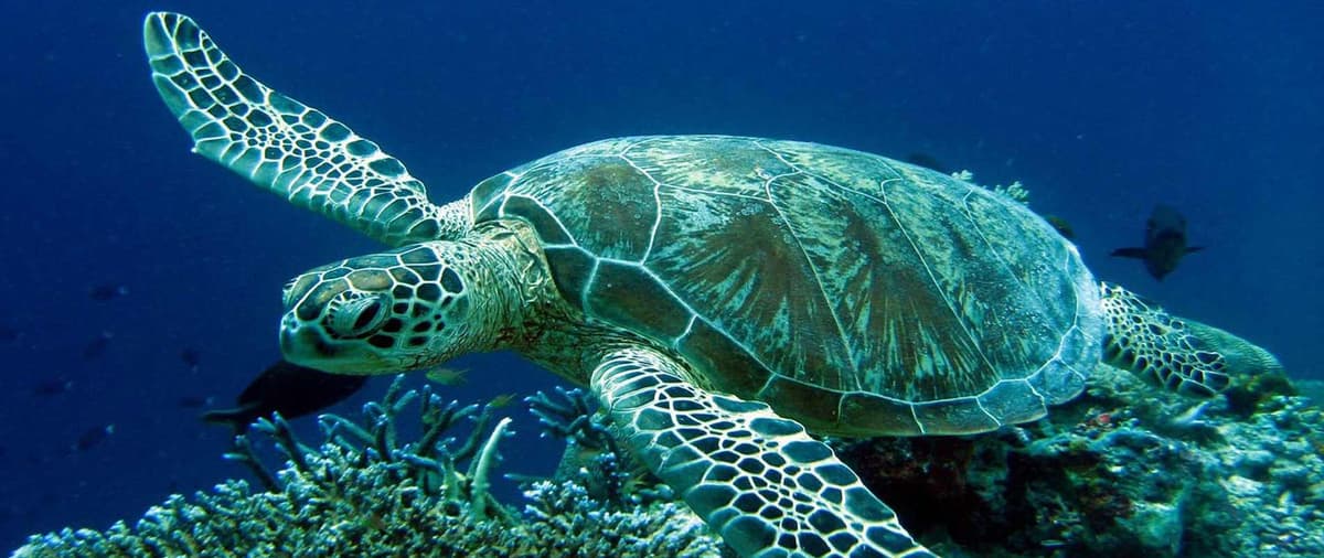 LA GUARDIA COSTIERA LIBERA TARTARUGA CARETTA RECUPERATA E CURATA PRIMA A POMEZIA E POI A NAPOLI