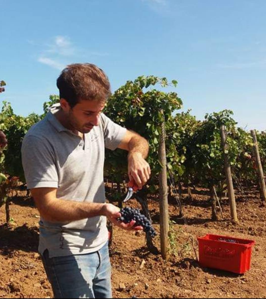 SETTEMBRE MESE DI VENDEMMIA, L’ANDAMENTO SPIEGATO DA UN ENOLOGO DEL TERRITORIO