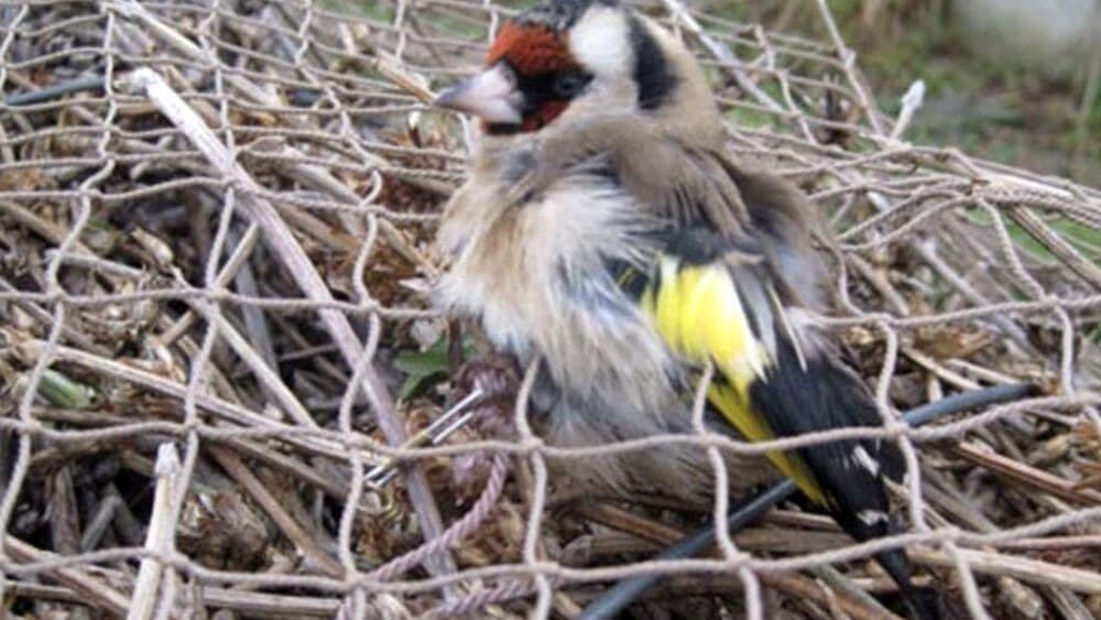 MERCATO NERO DEGLI UCCELLI, DENUNCIATI IN 7