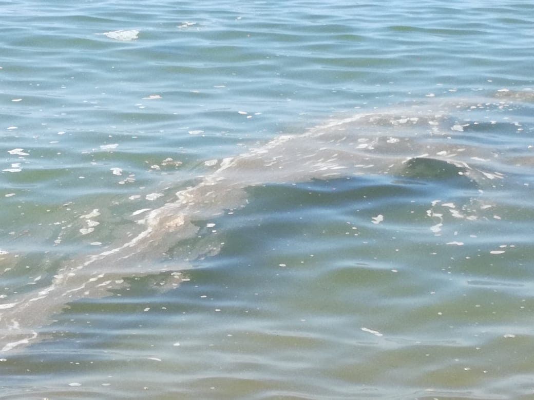 Scie di schiuma in mare: cosa sono e come comportarsi