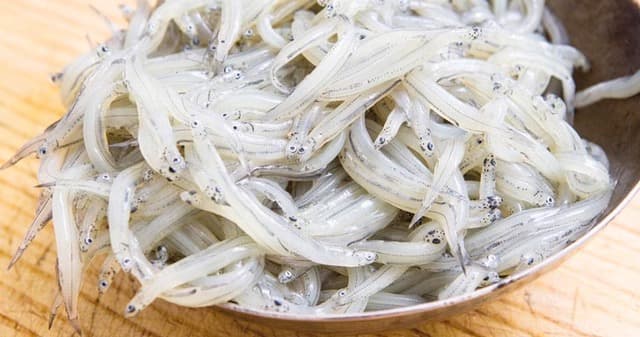 PESCA DEL NOVELLAME, DETTI ANCHE “CICINIELLI”