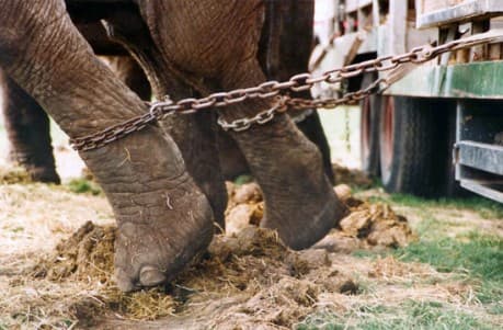 LA FRANCIA METTE AL BANDO GLI ANIMALI NEI CIRCHI, ORCHE E DELFINI NEGLI ACQUARI E NIENTE ALLEVAMENTI DI VISONI