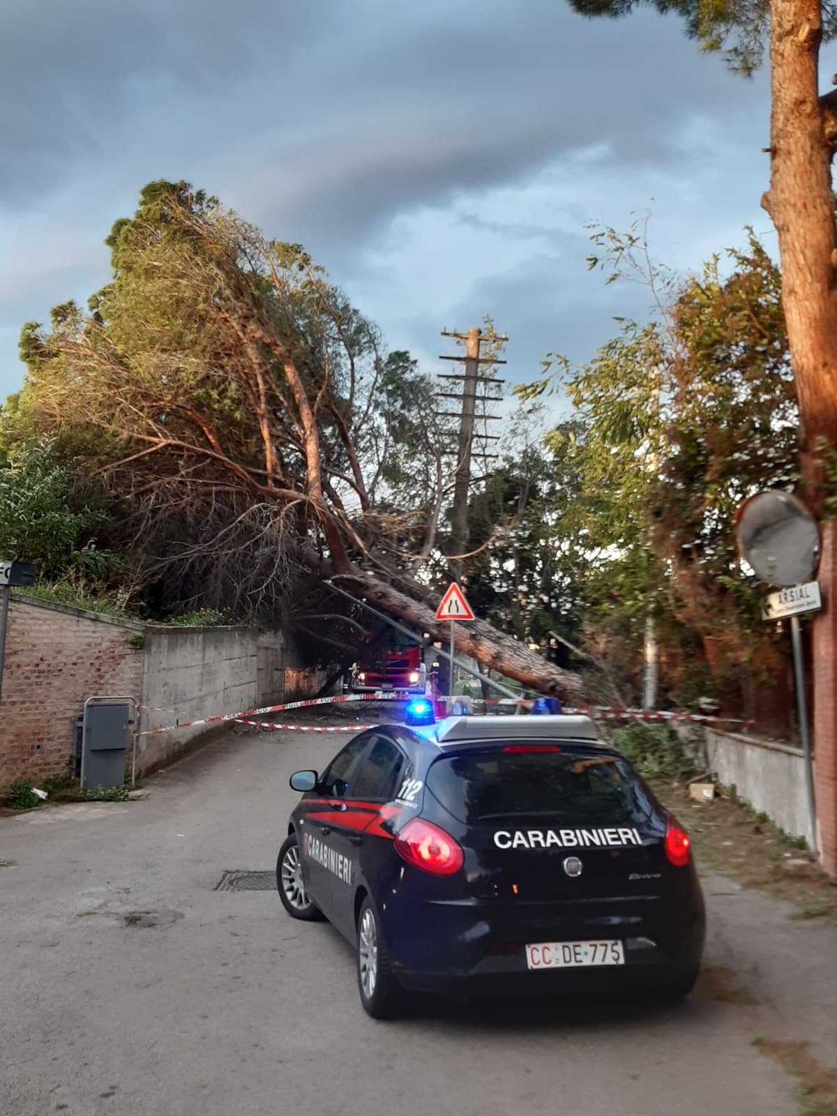 SFIORATA LA TRAGEDIA SULLA STRADA FORMIA - SPARANISE, CADUTI DUE PINI SULL'ASFALTO
