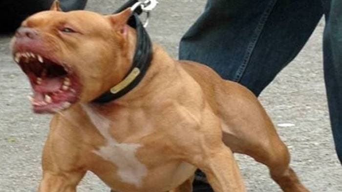 PITT BULL AIZZATO CONTRO I POLIZIOTTI DA TOSSICODIPENDENTE CHE MALTRATTA I GENITORI