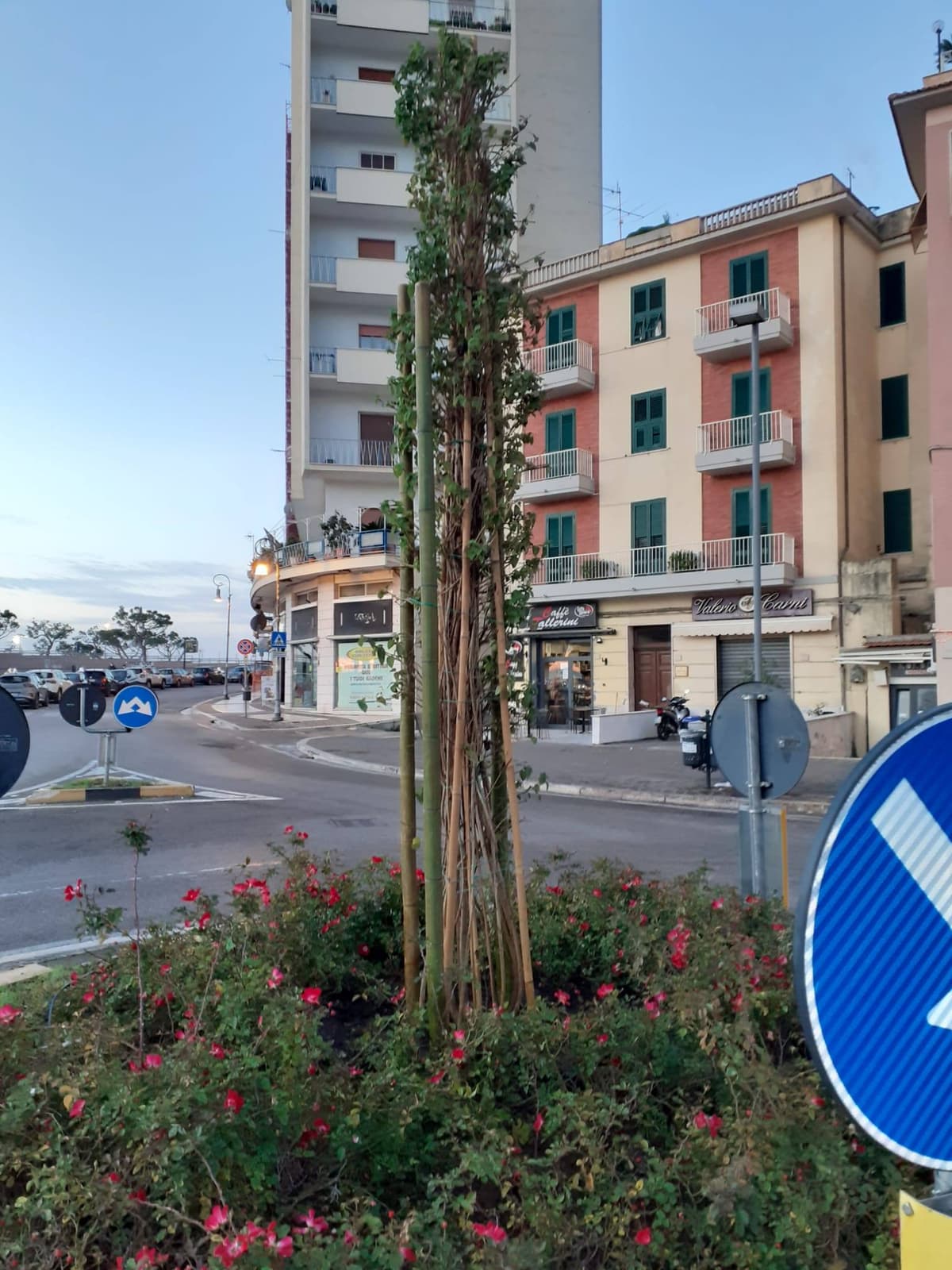 FORMIA - PIANTATI GLI ALBERI DONATI DA CITTADINI ED IMPRENDITORI