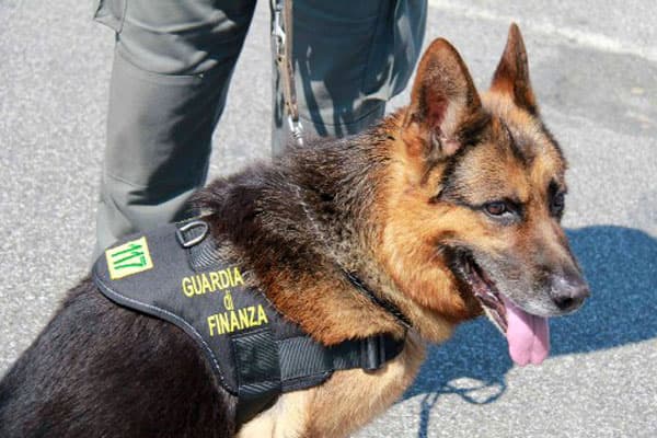 BRILLANTE OPERAZIONE DELLE UNITA' CINOFILE DEL GRUPPO DI FORMIA UNITAMENTE AI BASCHI VERDI. SEQUESTRATI 300 GRAMMI DI DROGA E 11 MILA EURO IN CONTANTI