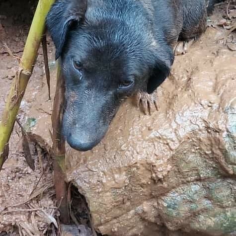 FONDI: I VOLONTARI DELL'ASSOCIAZIONE VITA SALVANO UN CUCCIOLO DI CANE NEL BOSCO