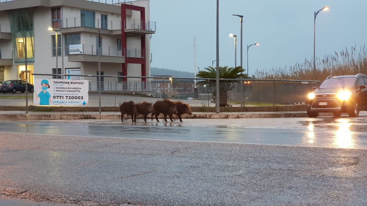 FORMIA - CINGHIALI A SPASSO