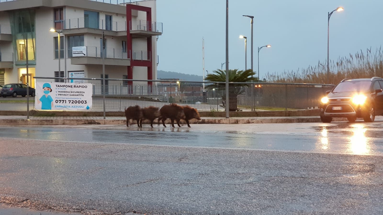 FORMIA - CINGHIALI A SPASSO