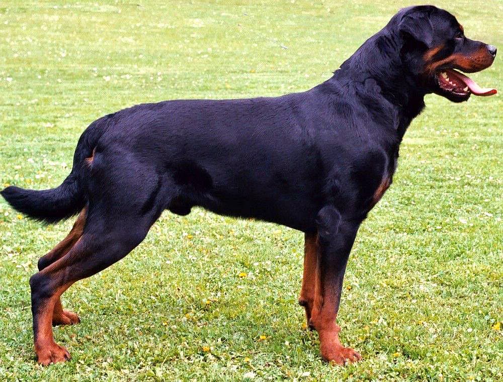 POLSTRADA E ANAS SALVANO UN ROTTWEILER SOLO E SPAVENTATO SULL'ARTERIA PONTINA