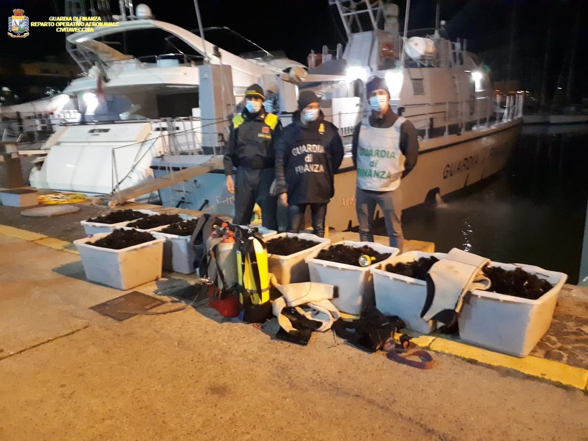 LA GUARDIA DI FINANZA SALVA 12.000 RICCI DI MARE DAI PESCATORI DI FRODO. ELEVATE MULTE PER 24.000 EURO