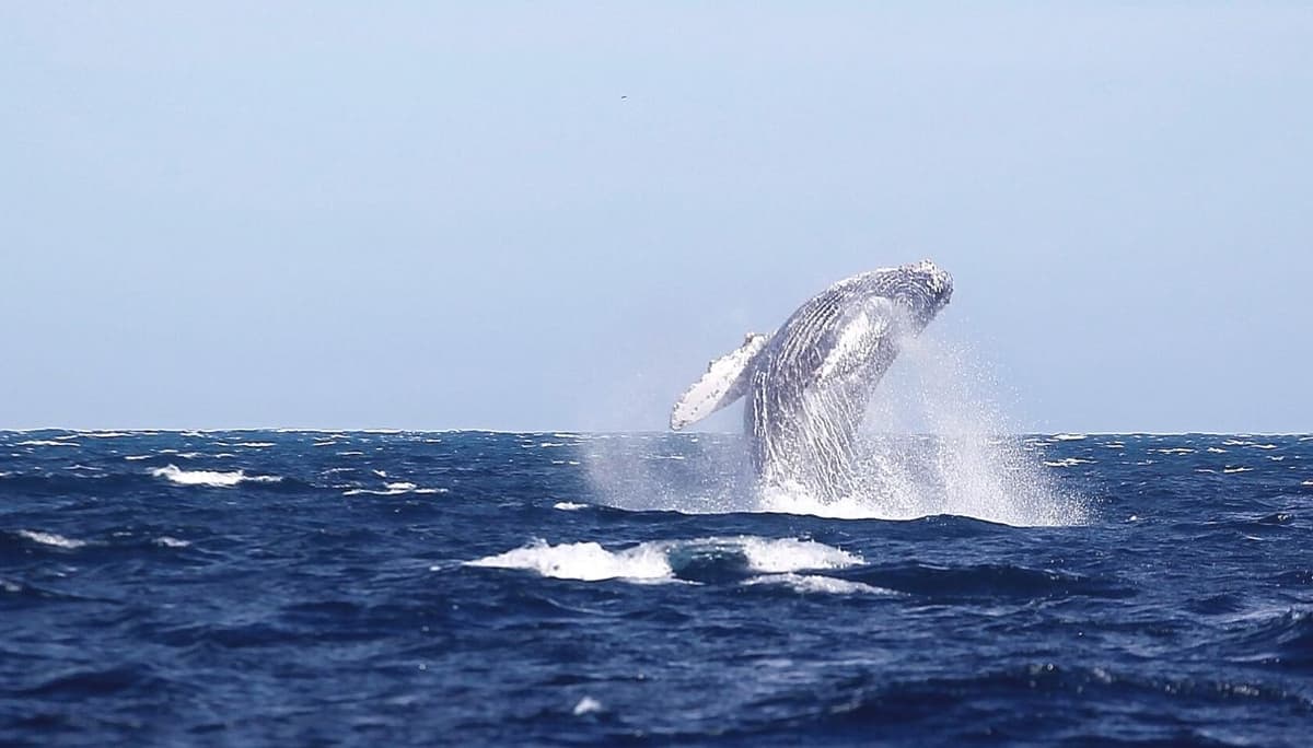 Da Ponza a Sorrento, ora a Bacoli, la balena grigia non lascia per ora le nostre acque