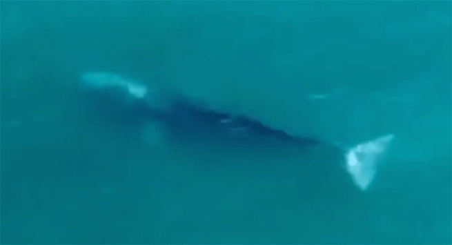 Wally la balena grigia da Ponza è ormai giunta nelle acque di Francia, magra e malnutrita