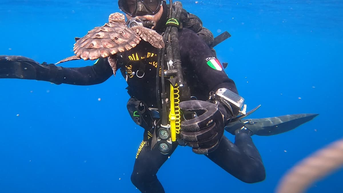 Gaeta, 12 tartarughe marine caretta caretta rilasciate in mare