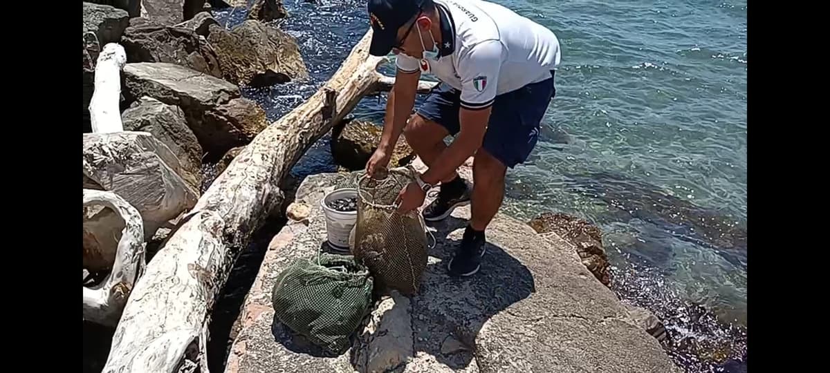 Formia, sequestrati 50 kg di cozze raccolte in porto