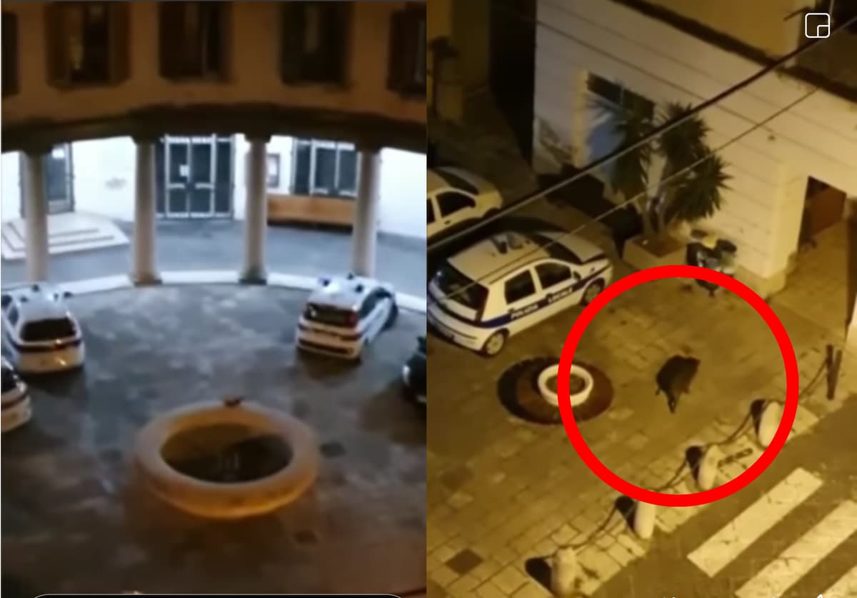 Formia - Cinghiale a spasso per via Rubino