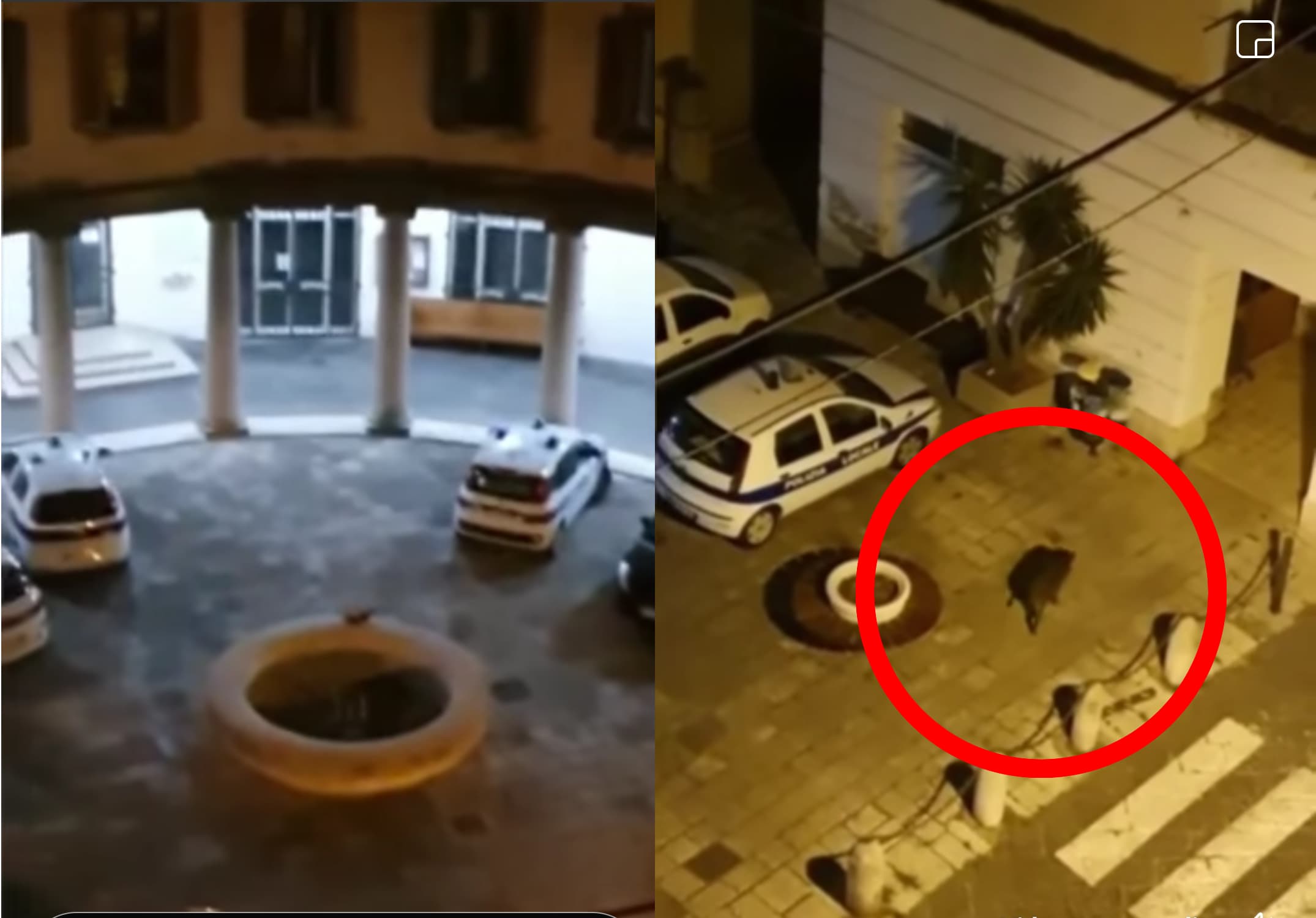 Formia - Cinghiale a spasso per via Rubino