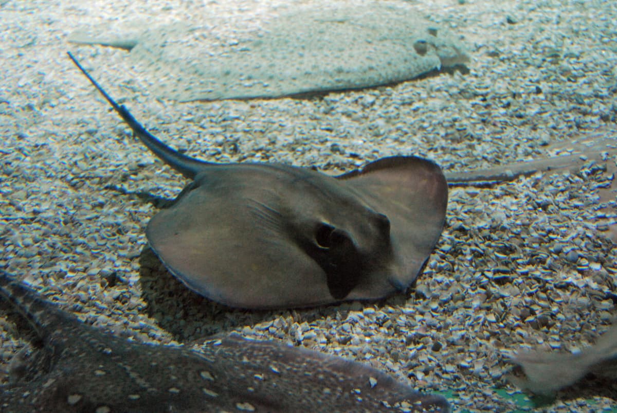 Baia Domizia: sul bagnasciuga trovato un trigone, panico per un pesce estremamente velenoso