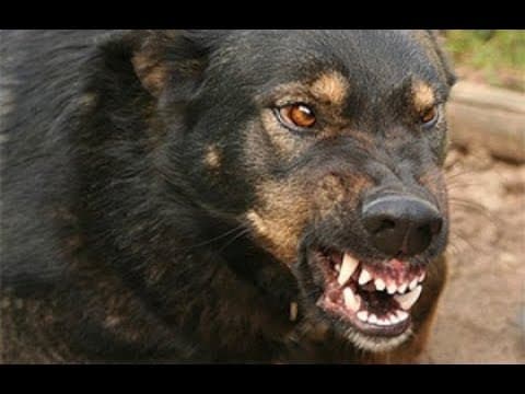 Formia: sulla spiaggia di Gianola cane di grossa taglia manda in ospedale bambino di 9 anni