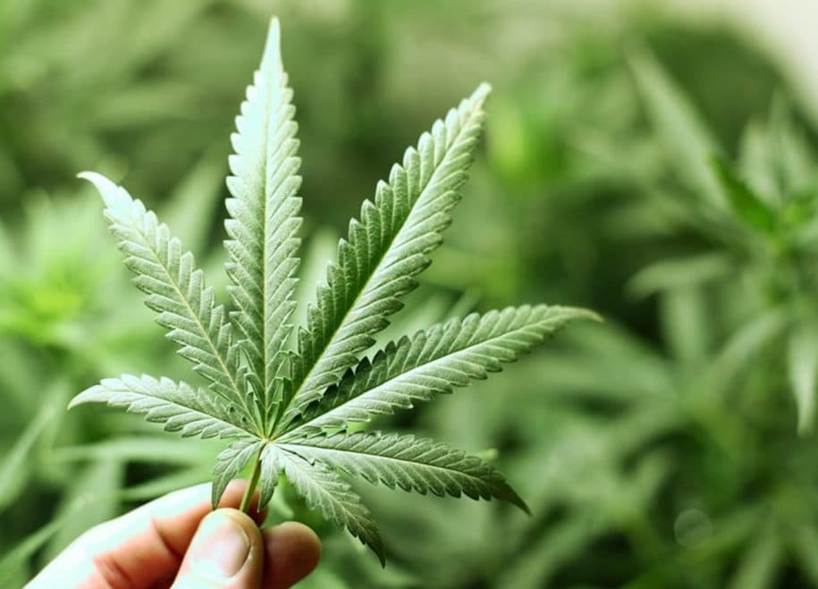 Polizia: Impiantata da 53enne serra fai da te per produzione di sostanza stupefacente Marjuana
