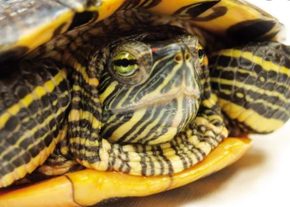 Scauri - Una tartaruga americana rinvenuta in spiaggia