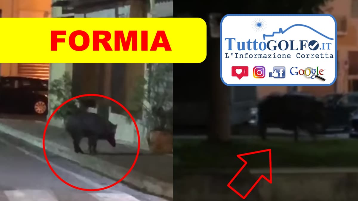 Formia, Piazza Risorgimento - Cinghiale a spasso