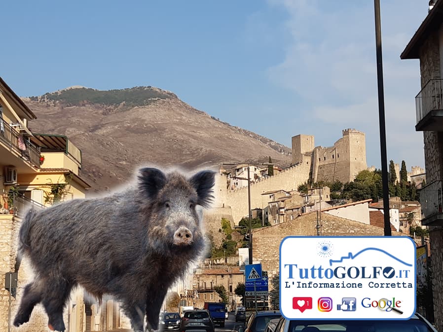 Itri - Cinghiale avvistato in zona Giovenco/Campiglioni
