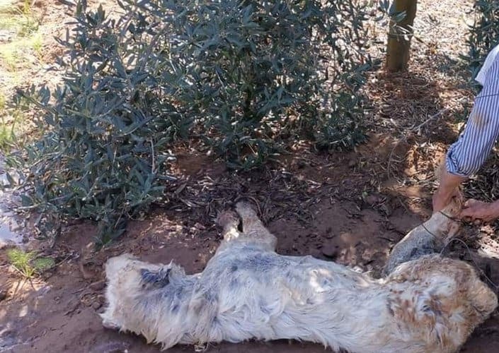Monte San Biagio - Cane morto, legato ad una catena, in stato di decomposizione e circondato da escrementi
