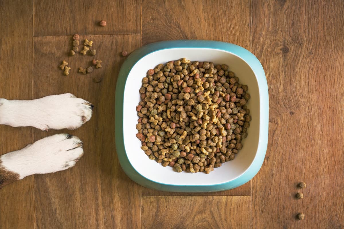 L’importanza di una corretta alimentazione per un cane