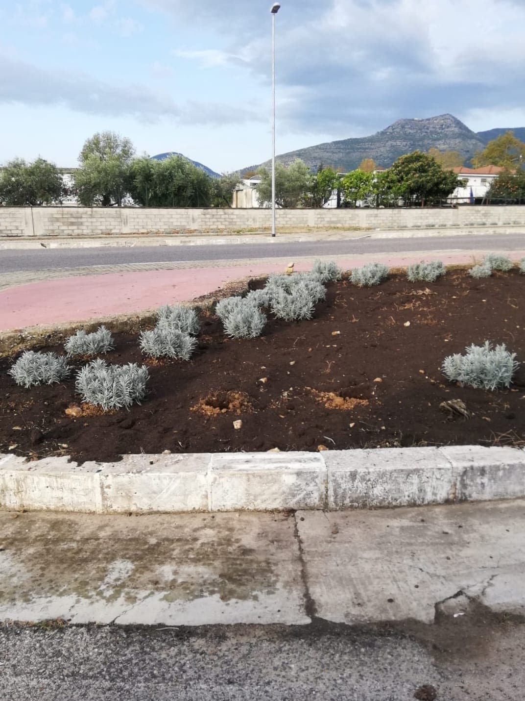 Fondi - Rubati i primi arbusti piantati nell'ambito del progetto Ossigeno