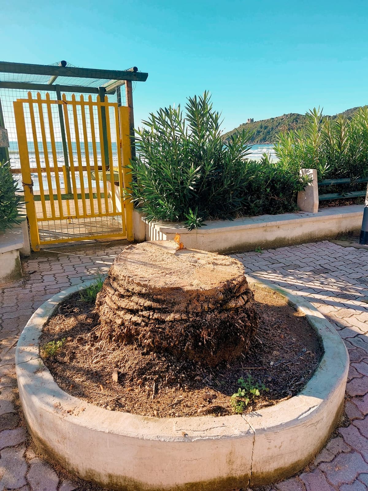 Minturno: iniziati i lavori di alberatura sul Lungomare Nazario Sauro e sulla Via Appia