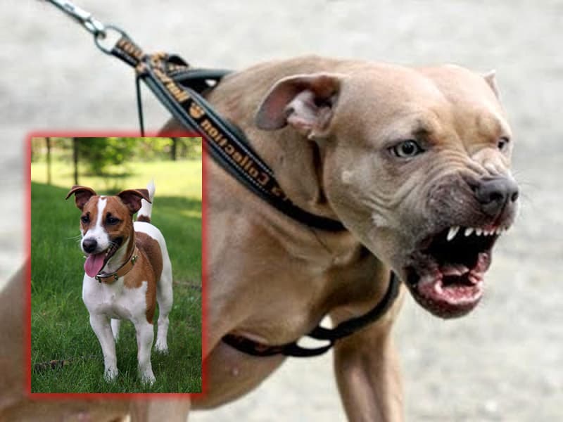 Polizia: pitbull sbrana jack russel e ferisce due donne proprietarie del cane aggredito