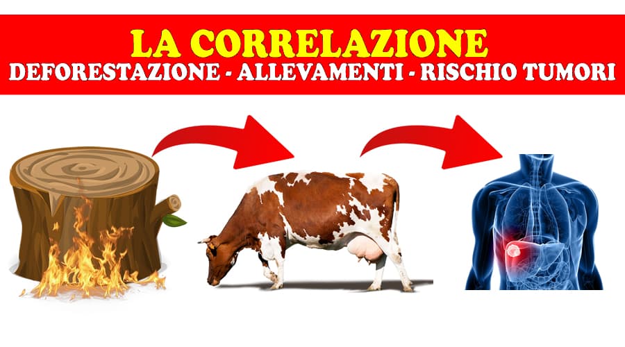 La correlazione: deforestazione, allevamenti, rischio tumori
