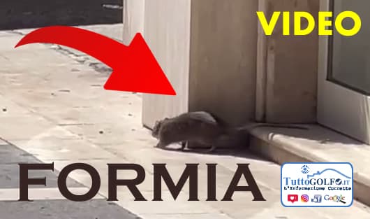 VIDEO - Formia, un topo a spasso in via Vitruvio