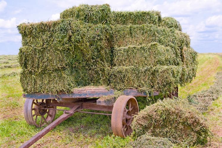 CIA Roma: calo del 30% dei raccolti di foraggi e peste suina africana, incontro urgente con Regione Lazio e Consorzi Bonifica