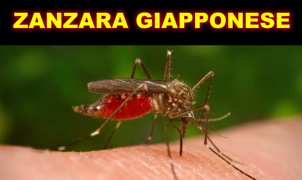 In Italia la zanzara Giapponese come riconoscerla