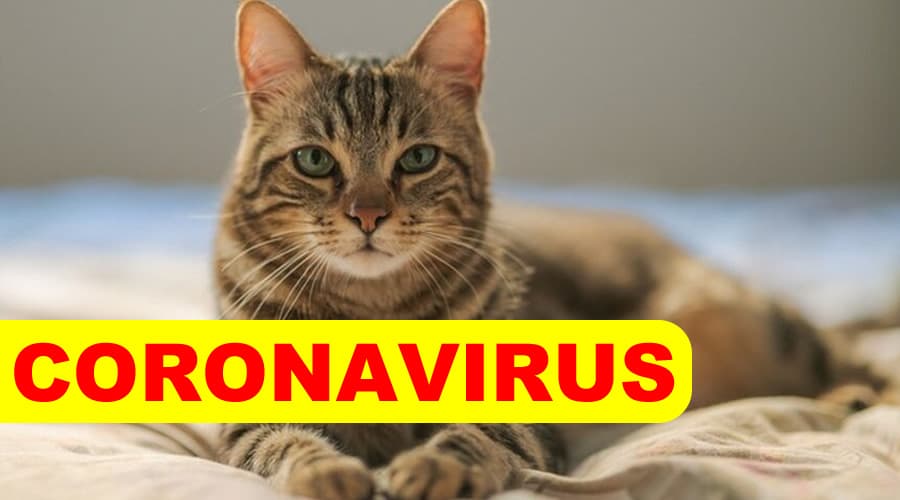 Coronavirus, certificato il primo caso di trasmissione da gatto a uomo