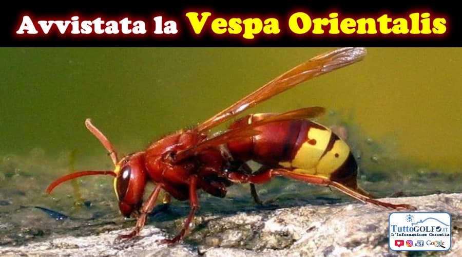Cambiamenti climatici: la vespa orientalis attraversa l'Italia