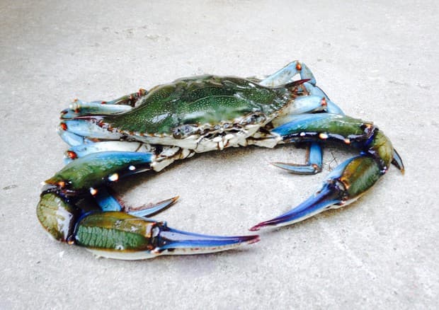 Da Gaeta risale verso Circeo e Sabaudia il Granchio Blu, che sconvolge gli equilibri ecologici e l'economia della pesca