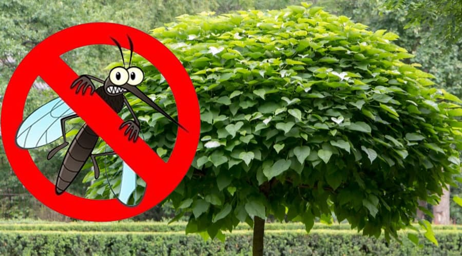 Catambra: la soluzione green contro le zanzare