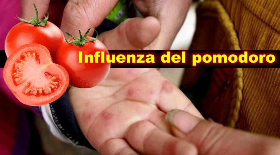 Influenza del pomodoro, la notizia dall'India