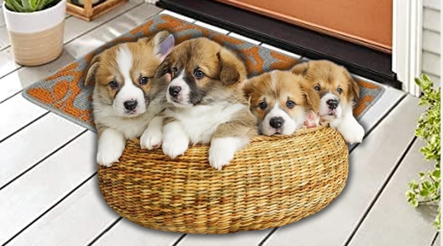 Giornata Mondiale del Cane adottato