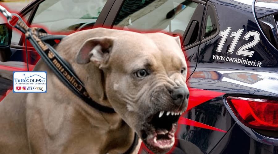 Ponza, bambino azzannato da un cane di media-grossa taglia: paura sull’isola, indagini in corso. Il piccolo è stato elitrasportato presso un ospedale di terzo livello