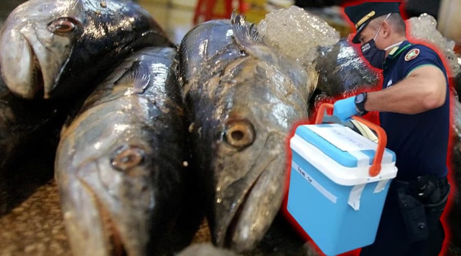 Trasportava 360 kg di pesce congelato a temperatura fuorilegge. Multa salata e merce distrutta